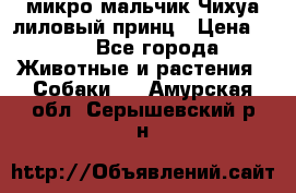 микро мальчик Чихуа лиловый принц › Цена ­ 90 - Все города Животные и растения » Собаки   . Амурская обл.,Серышевский р-н